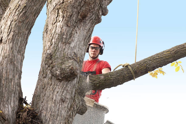 Best Hedge Trimming  in Highland, IL